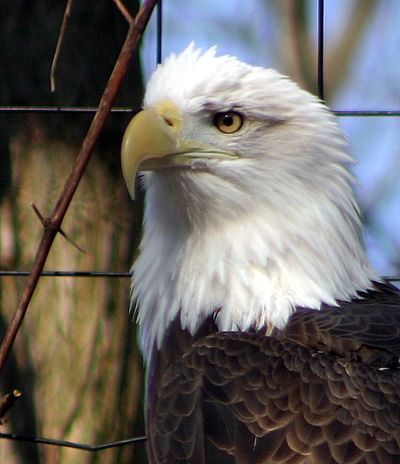 bald eagle photo