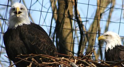 bald eagles photo