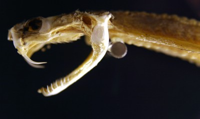 snake skeleton - columbus zoo