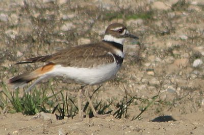 killdeer