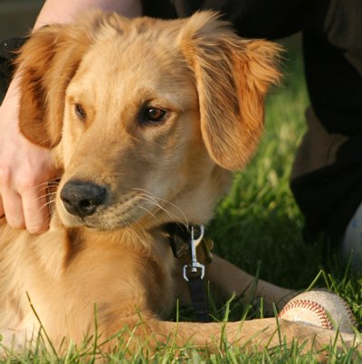 dewey - golden retriever