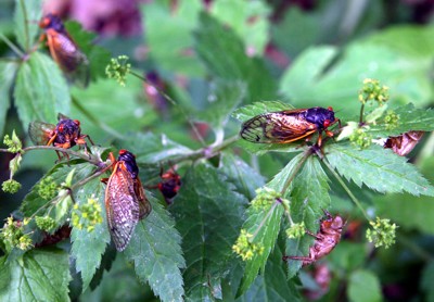 periodical locusts