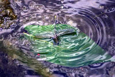 dragonfly in water