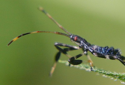 blue leaf-footed  bug