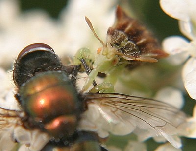 ambush bug eating fly