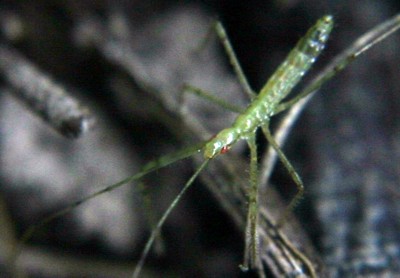 assassin bug photo