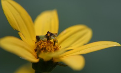 ambush bug on flower