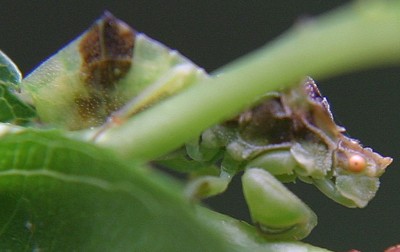 ambush bug photo