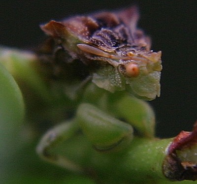 ambush bug photo