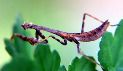 praying mantis photo