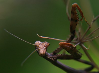 praying mantis photo