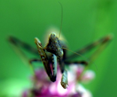 praying mantis photo