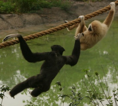 gibbons photo