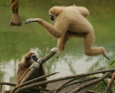 gibbon photo