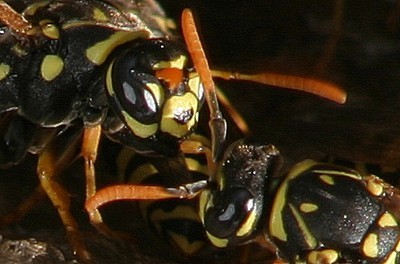 yellow jacket wasp photo