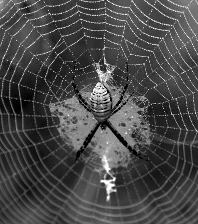 spider web photo