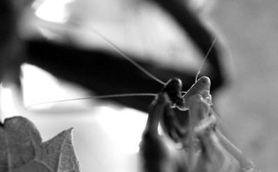 mating mantids
