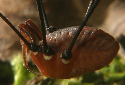 daddy long leg harvestman