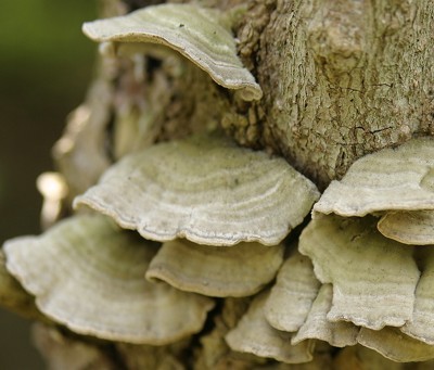 fungus photo