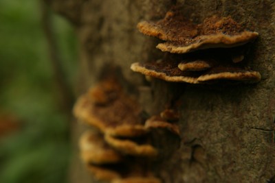 fungus photo