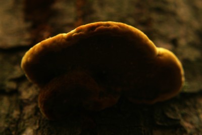 fungus photo