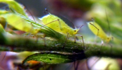 aphid photo