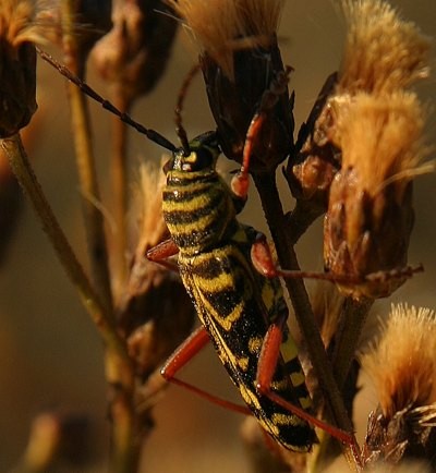 yellow beetle