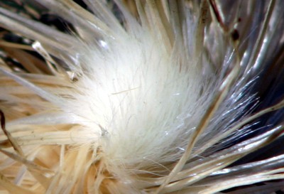 dried thistle photo