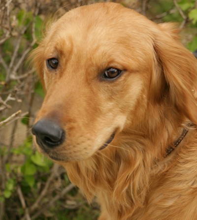 golden retriever