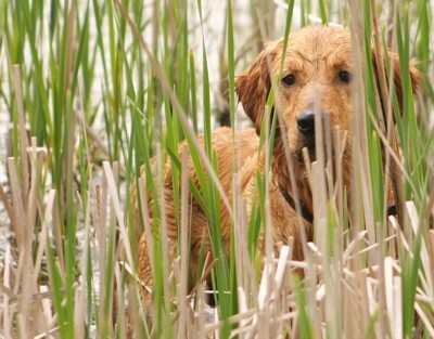 golden retriever