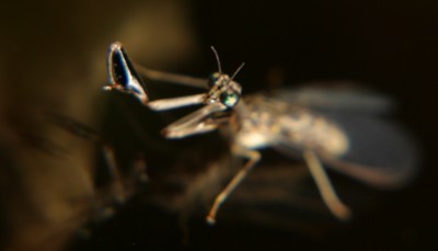 mantidfly photo