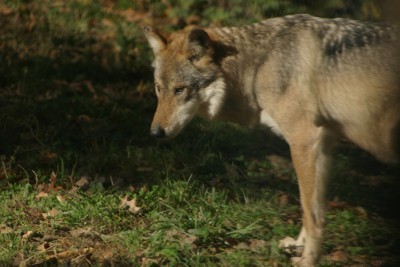 wolf gazing