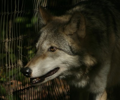 wolf gazing