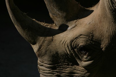 Rhinoceros photo