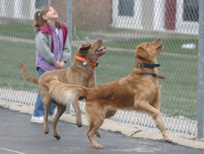 playing retrievers photo