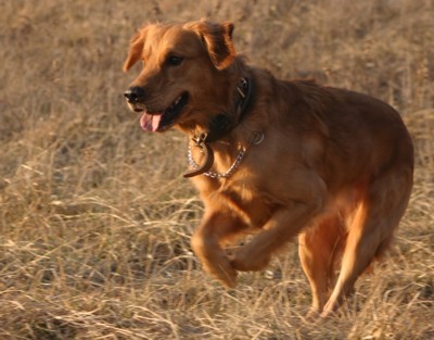 golden retriever photo