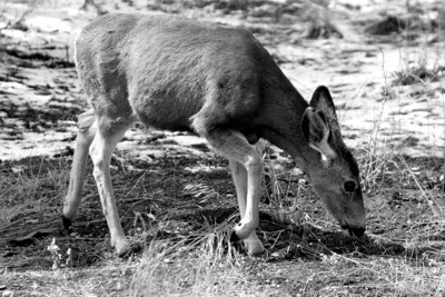mule deer photo