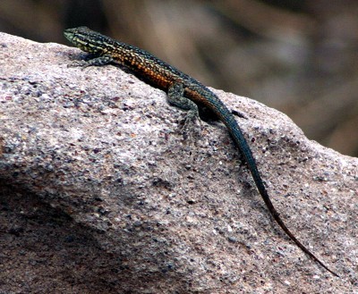 lizard photo
