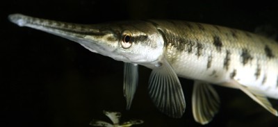 Longnose Gar Photo