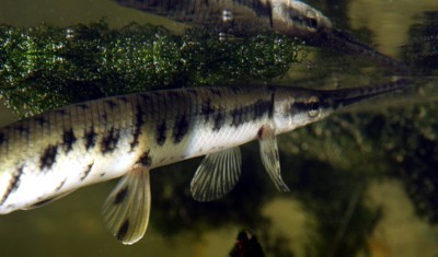 Longnose Gar Photo