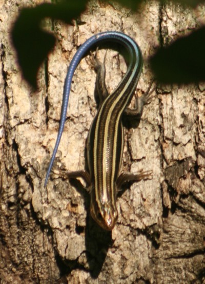 five-lined skink