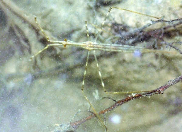 water stick insect