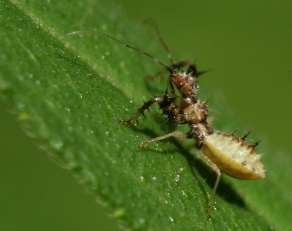Young Assassin Bug