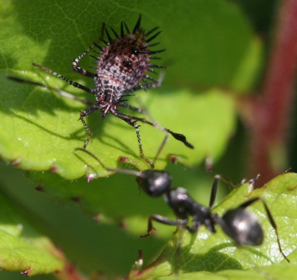 Assassin Bug and Ant