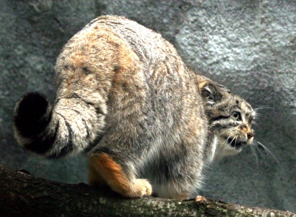 Pallas Cat Photo