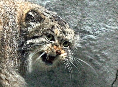 Pallas Cat Photo