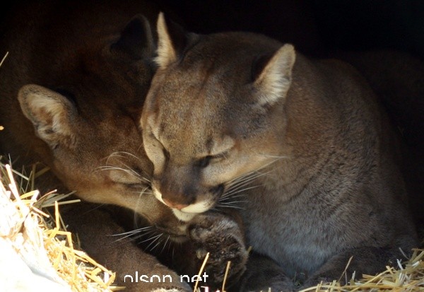 Cougar Photo