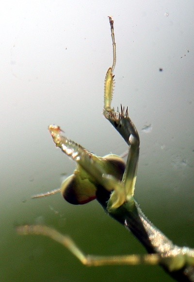 Young Praying Mantis