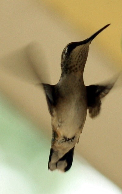 ruby-throated hummingbird