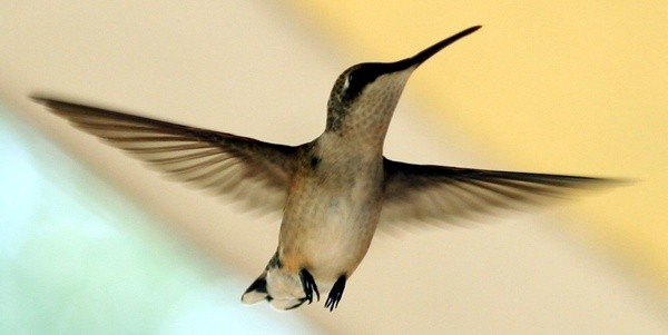 ruby-throated hummingbird